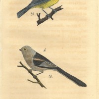 VÖGEL. - Meise. Bild 1