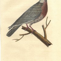 Picture 1