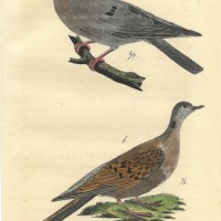VÖGEL. - Taube. Picture 1