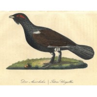 VÖGEL. - Fasan. Bild 1