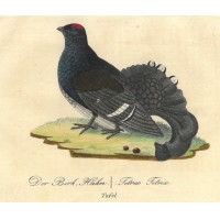 VÖGEL. - Fasan. Picture 1