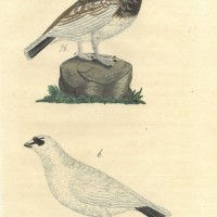 VÖGEL. - Fasan. Bild 1