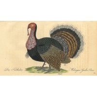 VÖGEL. - Fasan. Picture 1