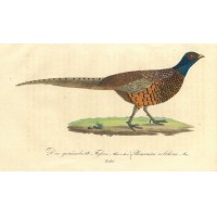 VÖGEL. - Fasan. Picture 1