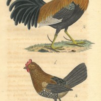 VÖGEL. - Huhn. Picture 1