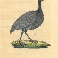 VÖGEL. - Huhn. Picture 1