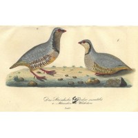 VÖGEL. - Huhn. Picture 1