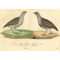 VÖGEL. - Huhn. Picture 1