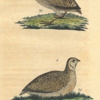 VÖGEL. - Huhn. Bild 1
