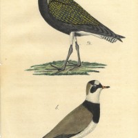 VÖGEL. - Regenpfeifer. Picture 1