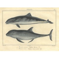 Picture 1