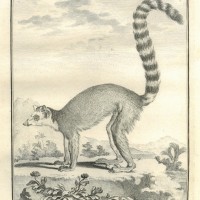 AFFE. - Lemur. - Mongozmaki. Bild 1