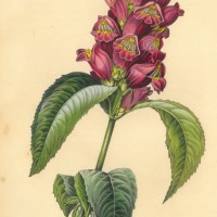 Picture 1