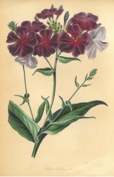 Picture 1