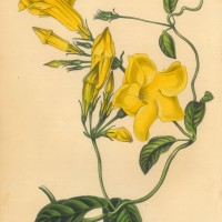 Picture 1
