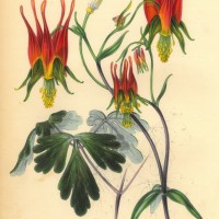 Picture 1