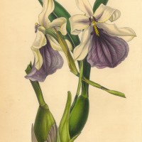 Picture 1