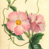 Picture 1