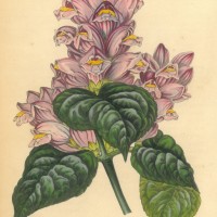 Picture 1