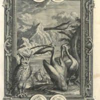 VÖGEL. - Eule. Bild 1